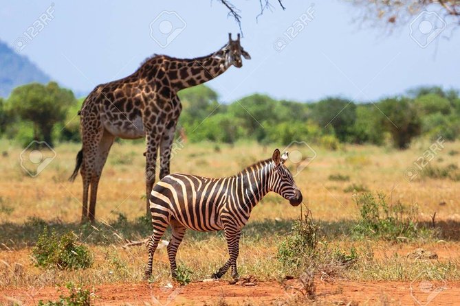 Day Trip - Tsavo East National Park ( Man Eater Lions of Tsavo & Other Big Five) - The afternoon drive and the long return