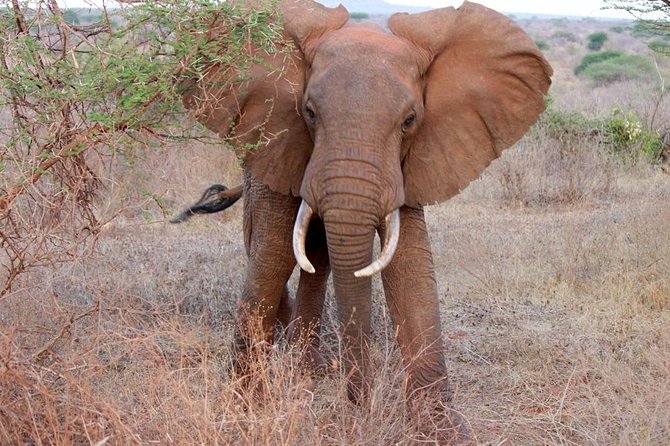 Day Trip - Tsavo East National Park ( Man Eater Lions of Tsavo & Other Big Five) - Who should book this Tsavo East day trip?