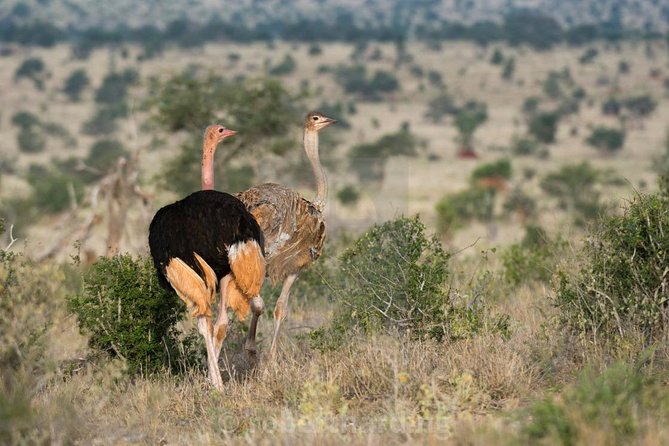 Day Trip - Tsavo East National Park ( Man Eater Lions of Tsavo & Other Big Five) - Price, extra fees, and overall value