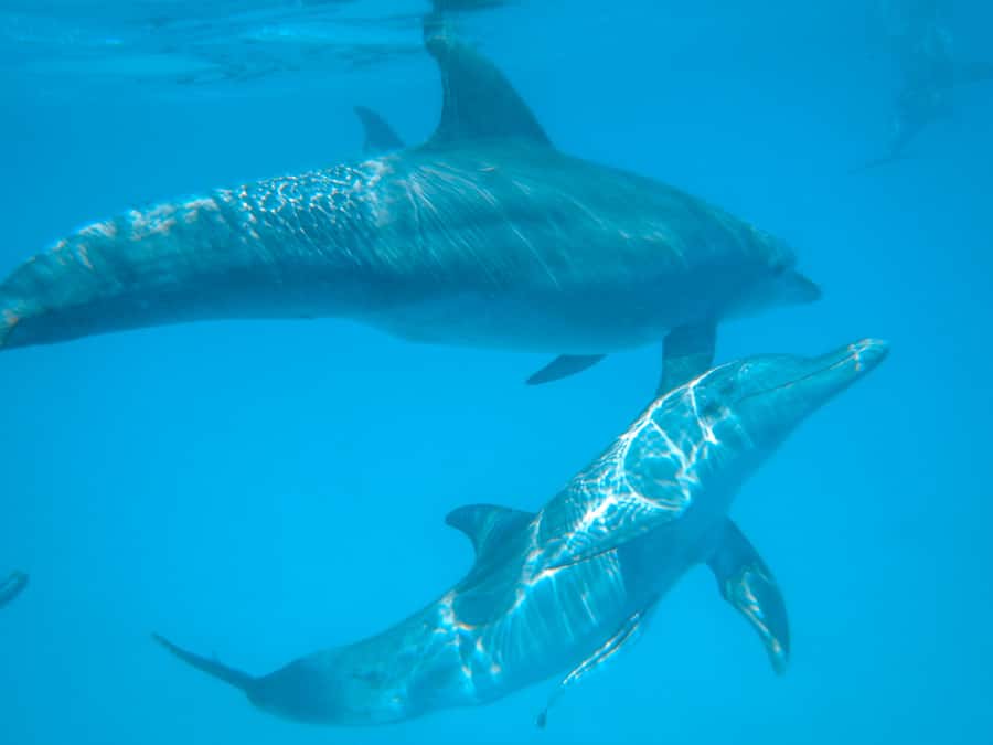 Dhow Adventure to Wasini Island & Kisite Marine Park - Snorkeling at Kisite Marine Park