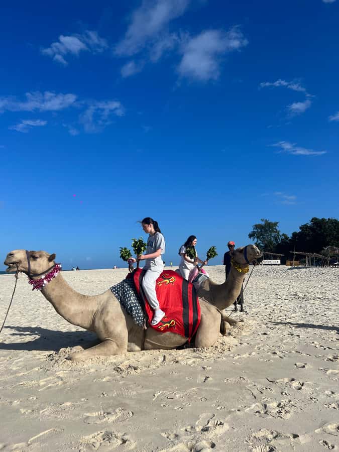 DIANI: BEACH CAMEL RIDE - Mounting the camels with help from the crew