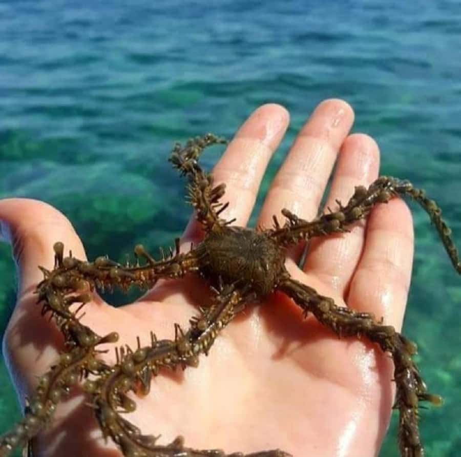 Diani Beach: Glass Boat Cruise to Robinson Island - Key points to know before booking