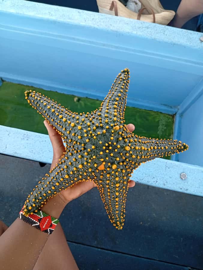 Diani Beach: Glass-Bottom Boat Cruise to Robinson Island - Who will enjoy this most