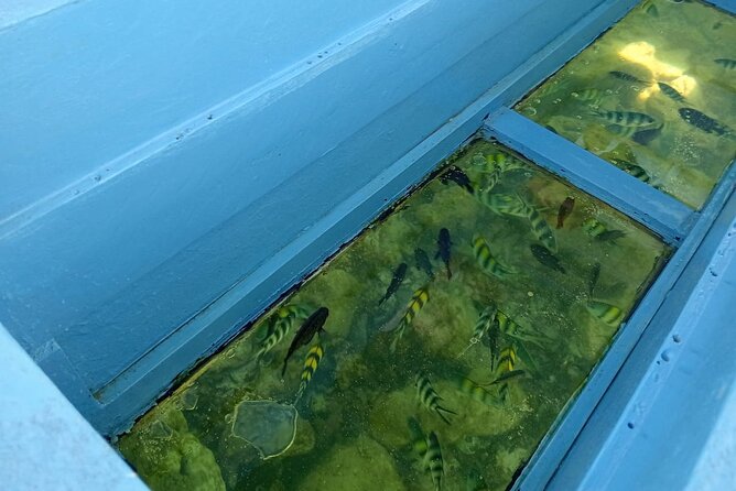 Diani Beach: Glass-bottom Boat Ride with Underwater Show - Local fishermen, conservation, and the captain’s role