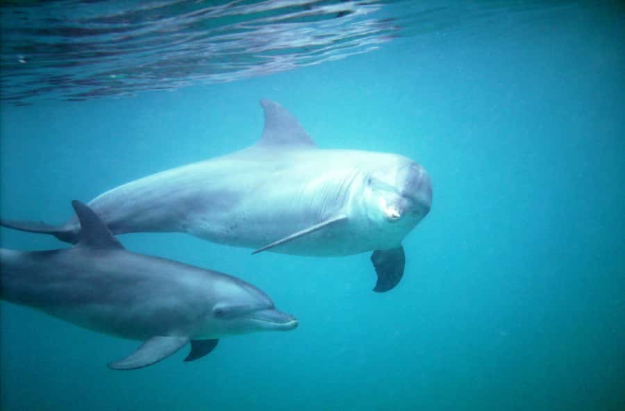 Diani Beach: Kisite Marine Park Dhow & Snorkeling with Lunch - Key points to know before you book