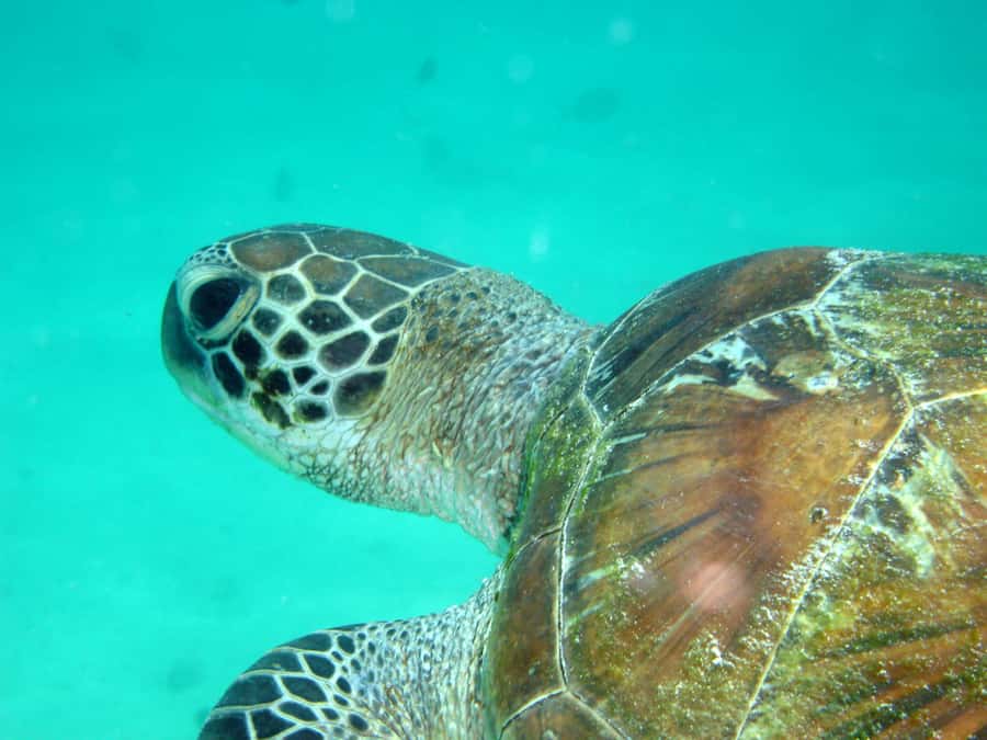 Diani Beach: Kisite Marine Park Dhow & Snorkeling with Lunch - The wet landing and Wasini Island lunch