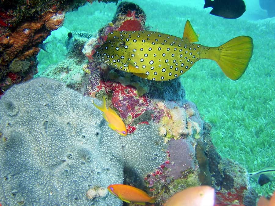 Diani Beach: Kisite Marine Park Dhow & Snorkeling with Lunch - Returning to the mainland and your hotel