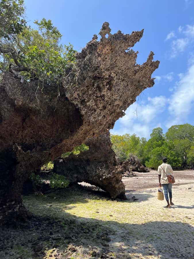 Diani Beach: Private African Pool Map Guided Tour - Who will enjoy this private tour most