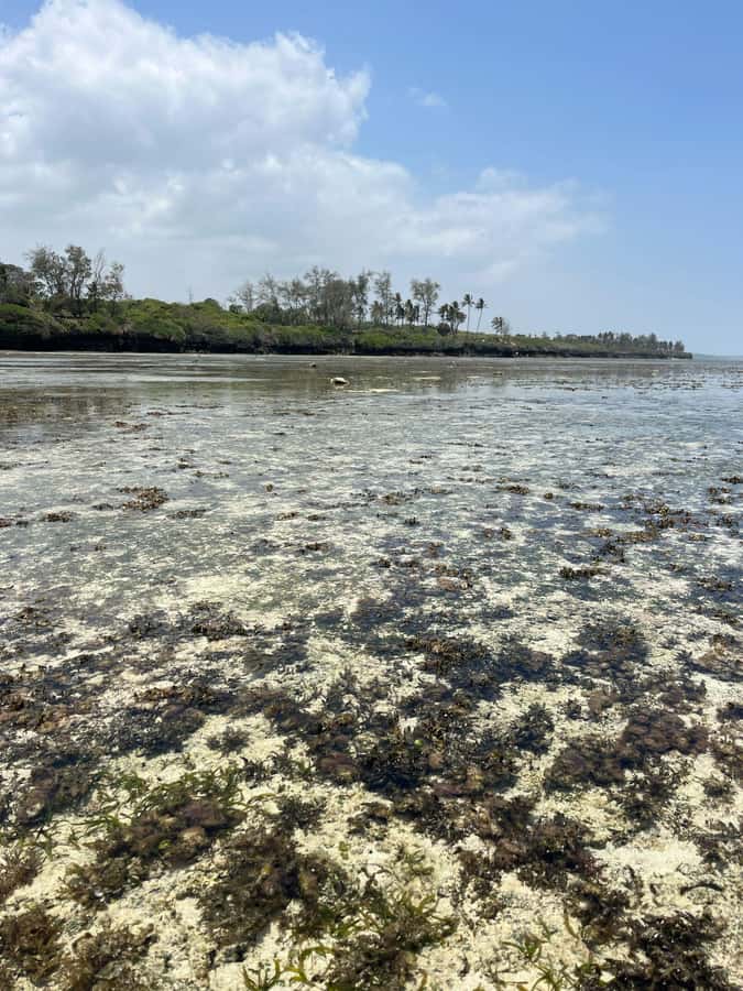 Diani: Full day Guided tour in Tiwi beach & Diani - Key points to know before booking