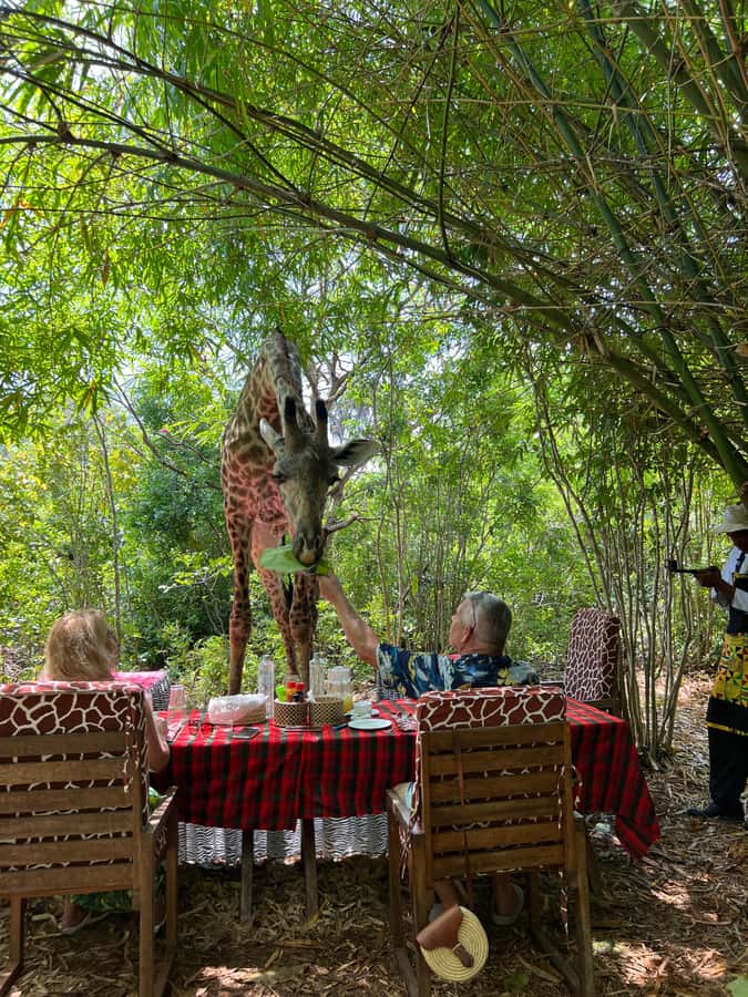 DIANI: SHARE A MEAL WITH GIRAFFES - Feeding giraffes at the heart of the visit