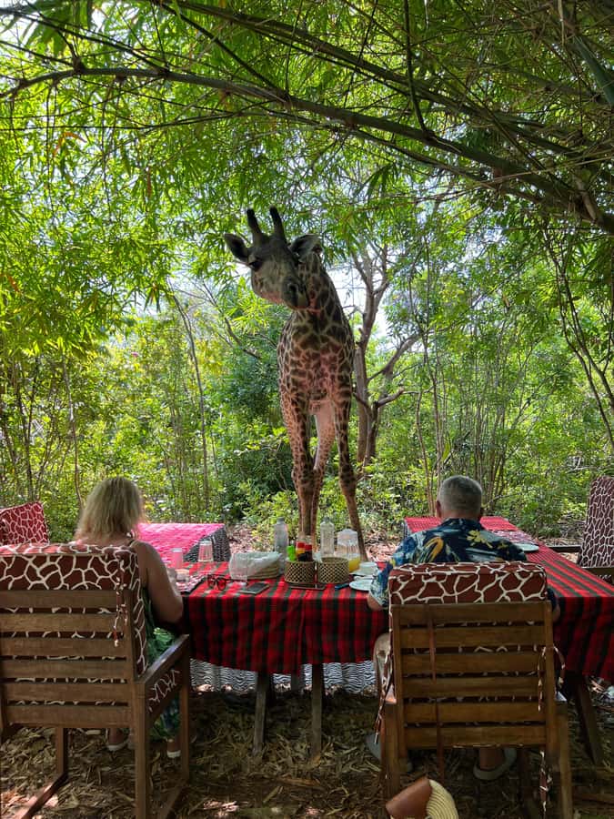 DIANI: SHARE A MEAL WITH GIRAFFES - Timing, transport, and the shape of the day