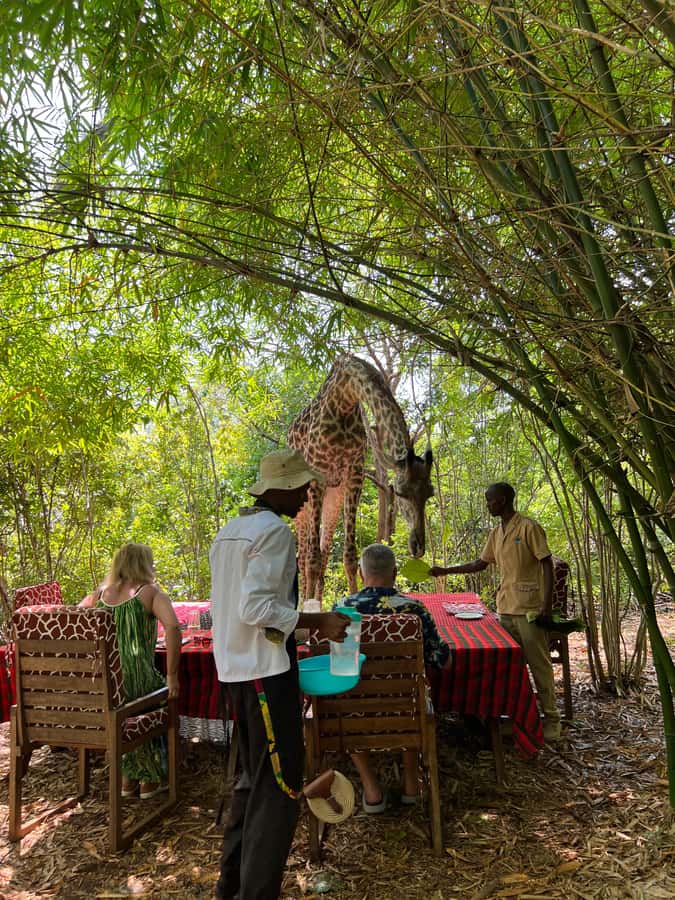 DIANI: SHARE A MEAL WITH GIRAFFES - Who will get the most from this experience