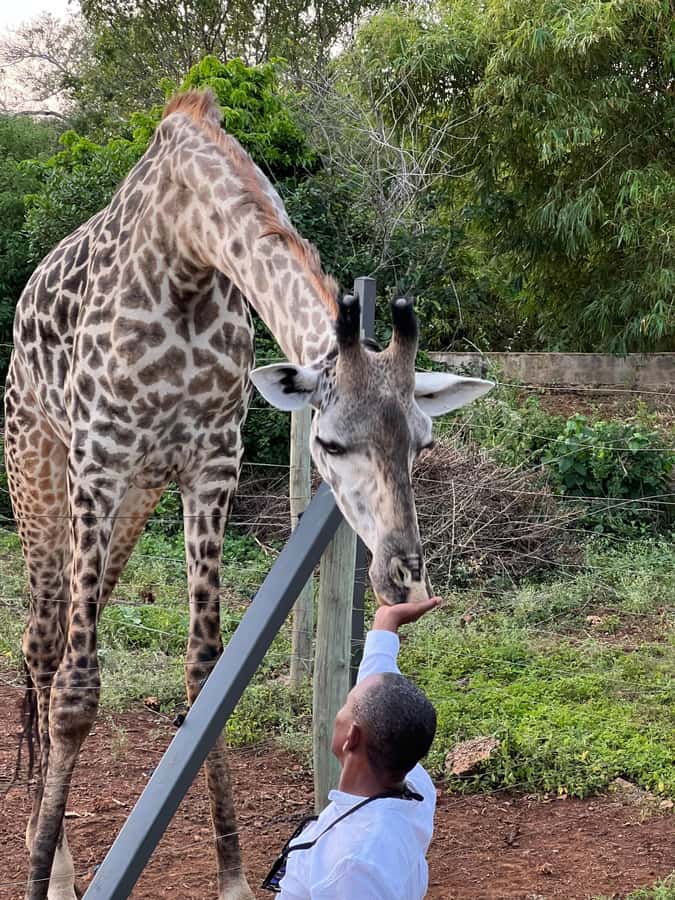 DIANI: SHARE A MEAL WITH GIRAFFES - A walk through a small African animal park