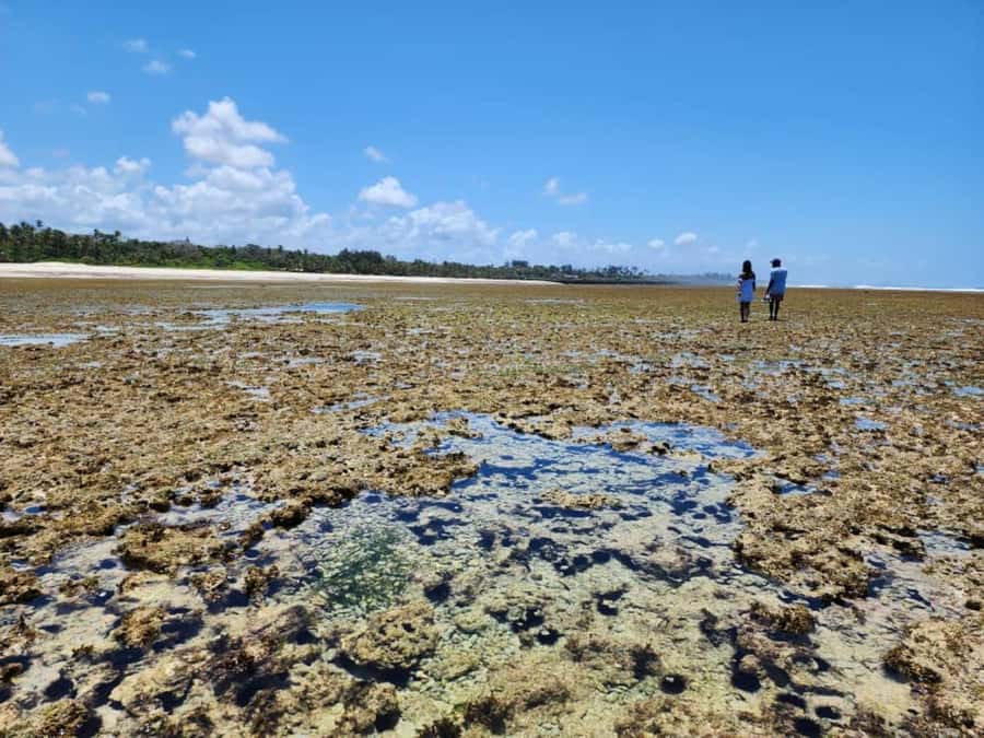 Diani: Snorkeling and Swimming at African Pool in Tiwi Beach - What the $35 price actually covers