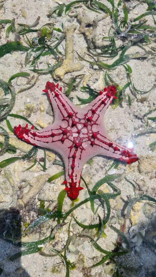 Diani: Snorkeling and Swimming at African Pool in Tiwi Beach - Who will enjoy this outing most