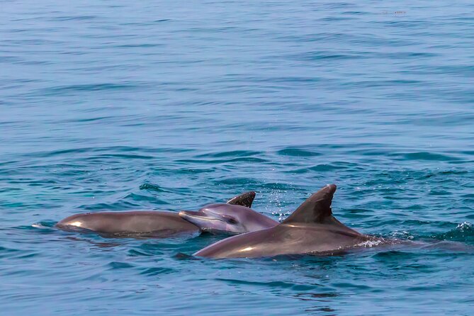 Dolphin Watch & Snorkeling at Kisite Marine Park & Wasini Island - Wasini Island lunch and the local side of the day
