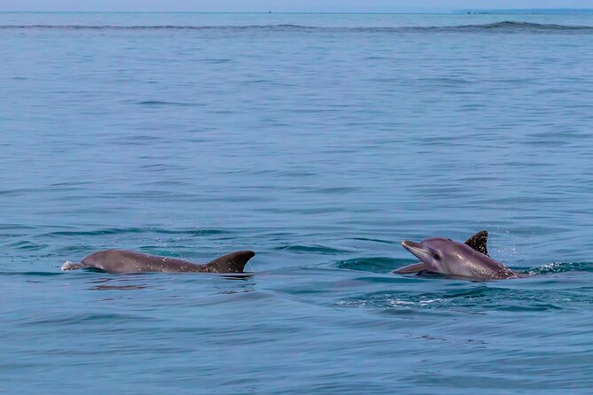 Dolphin Watch & Snorkeling at Kisite Marine Park & Wasini Island - The women’s group boardwalk and coral gardens