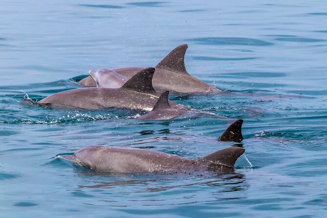 Dolphin Watch & Snorkeling at Kisite Marine Park & Wasini Island - Snorkeling in clear water with a short swimming window