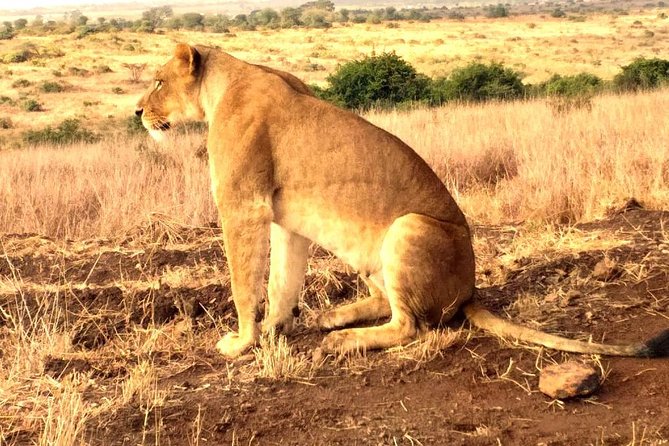 Early Morning Group Joining Mini Safari To Nairobi National Park - A city skyline behind the animals