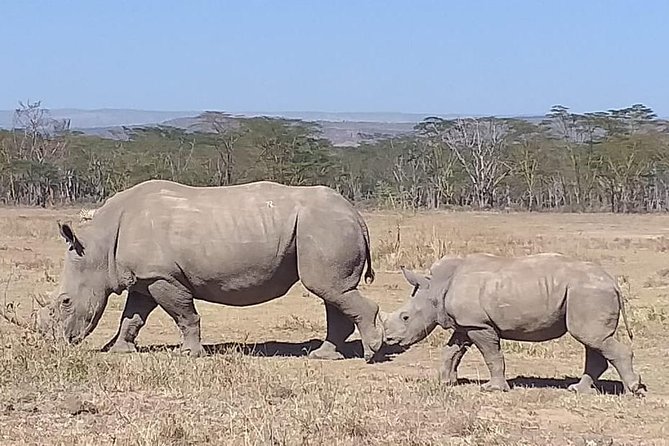 Early Morning Group Joining Mini Safari To Nairobi National Park - Birds, valleys, and less obvious sightings