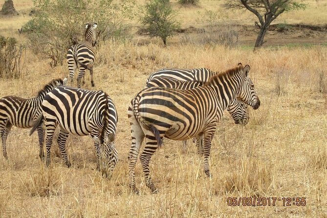 Early Morning Group Joining Mini Safari To Nairobi National Park - Through the gates and onto the open plains