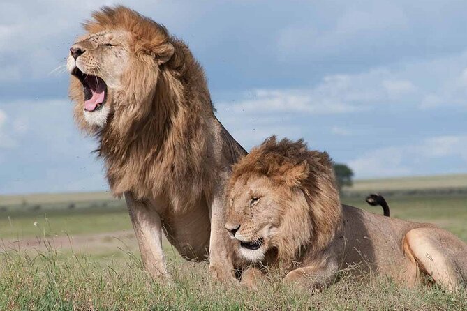 Early Morning Half Day Group Tour to Nairobi National Park - Key points to know before you book