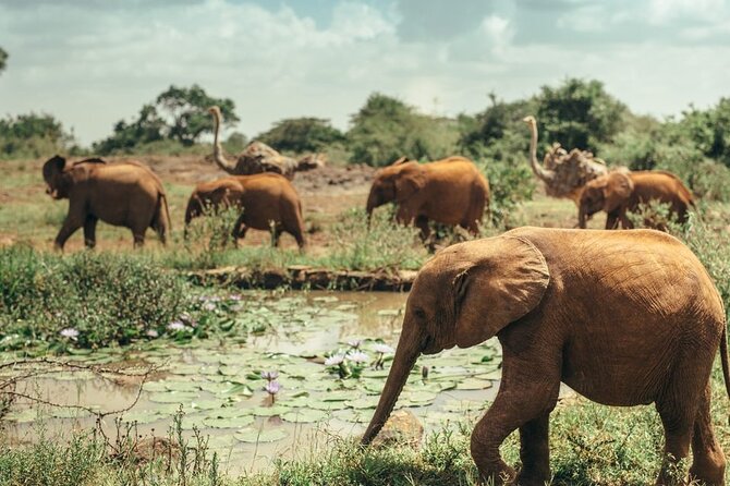 Early Morning Half Day Group Tour to Nairobi National Park - Why Nairobi National Park is such a useful first safari