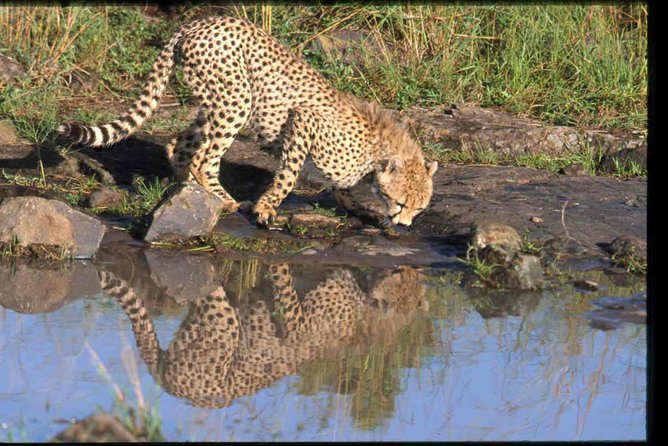 Early Morning Half Day Mini Safari To Nairobi National Park - A private safari for a short Nairobi stay