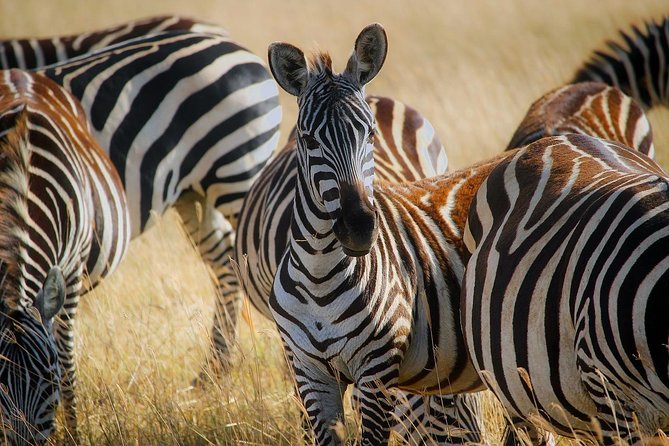 Early Morning Half Day Mini Safari To Nairobi National Park - The guide makes a short safari work