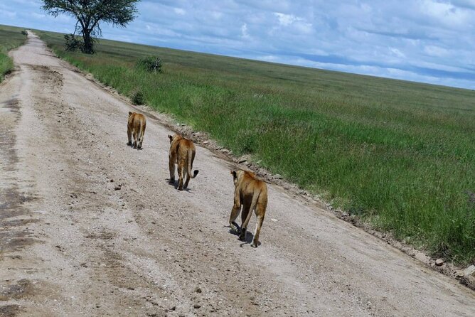 Early Morning Half Day Mini Safari To Nairobi National Park - Who will get the most from this outing