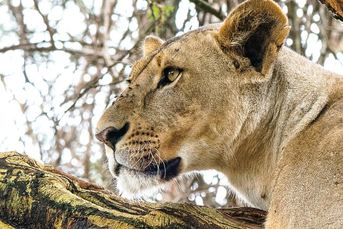 Early Morning Nairobi Park Safari and Giraffe Centre Tour. - Why This Nairobi Tour Works So Well