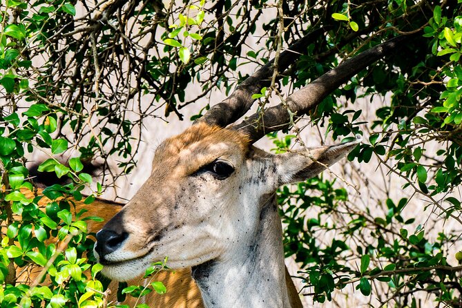 Early Morning Nairobi Park Safari and Giraffe Centre Tour. - Three Hours Among Nairobi’s Wild Animals