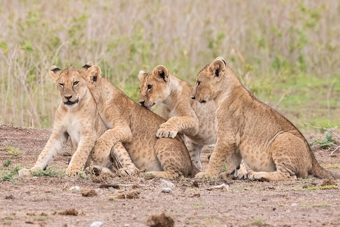 Early Morning Nairobi Park Safari and Giraffe Centre Tour. - Who Will Get the Most From This Tour