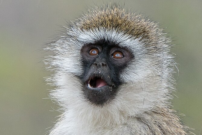 Early Morning Nairobi Park Safari and Giraffe Centre Tour. - Practical Advice for a Better Morning