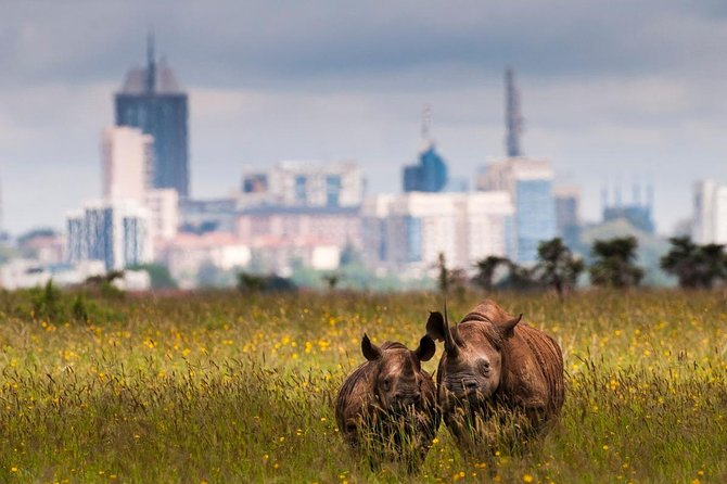 Early Nairobi Park Giraffe Centre and Optional Elephant Orphanage - From Wild Rhinos to Rothschild Giraffes