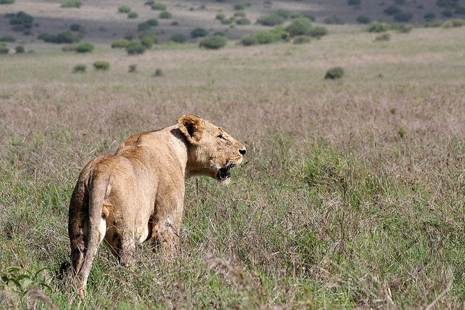Early Nairobi Park Giraffe Centre and Optional Elephant Orphanage - The Day’s Pace and Who Will Enjoy It