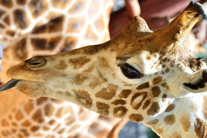 Early Nairobi Park Giraffe Centre and Optional Elephant Orphanage - Leaving at 6 a.m. for the Best Part of the Day