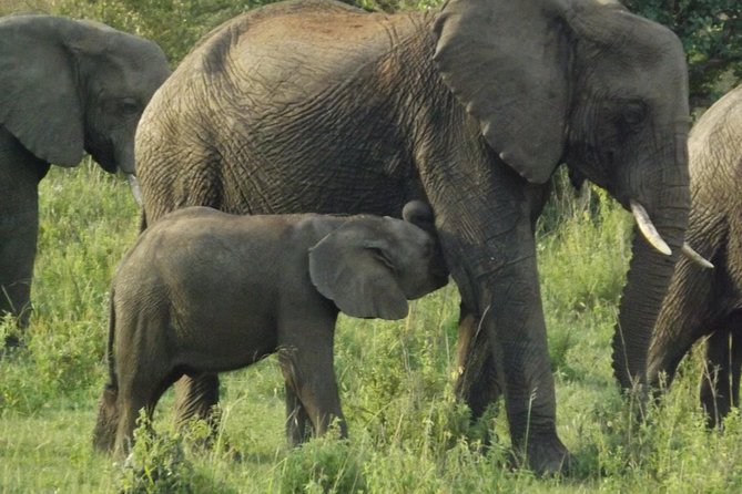 Elephant Orphanage and Giraffe Center Nairobi Day Tour - Key points at a glance