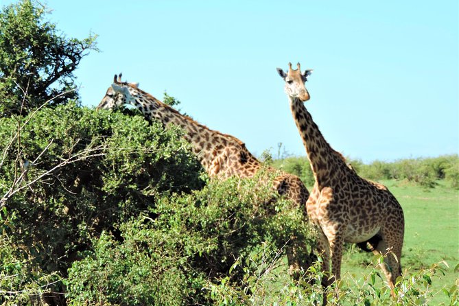 Elephant Orphanage and Giraffe Center Nairobi Day Tour - The 10:00 am start and airport meeting point