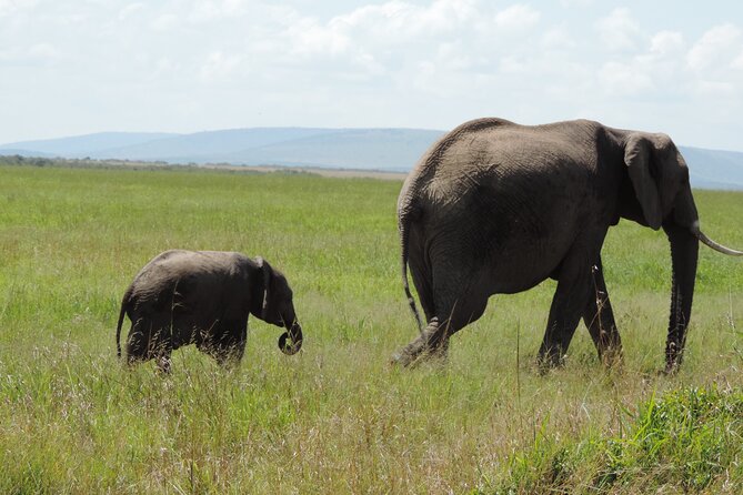 Elephant Orphanage and Giraffe Center Nairobi Day Tour - Meeting orphaned elephants near Nairobi National Park