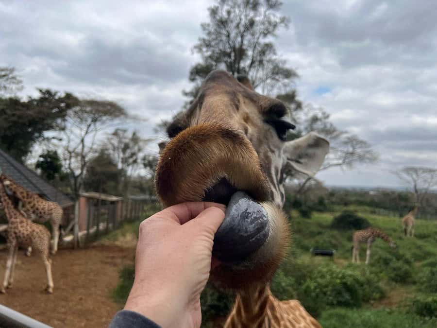 Elephant Orphanage and Giraffe Center Tour with Options - Who should book this day?