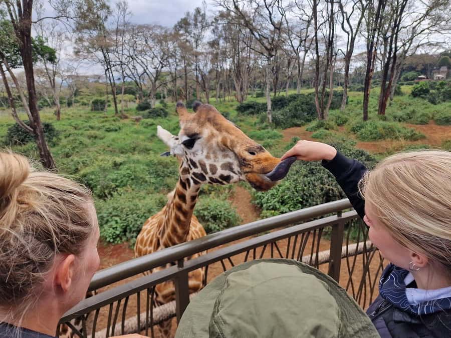 Elephant Orphanage and Giraffe Center Tour with Options - Why this Nairobi animal tour works so well