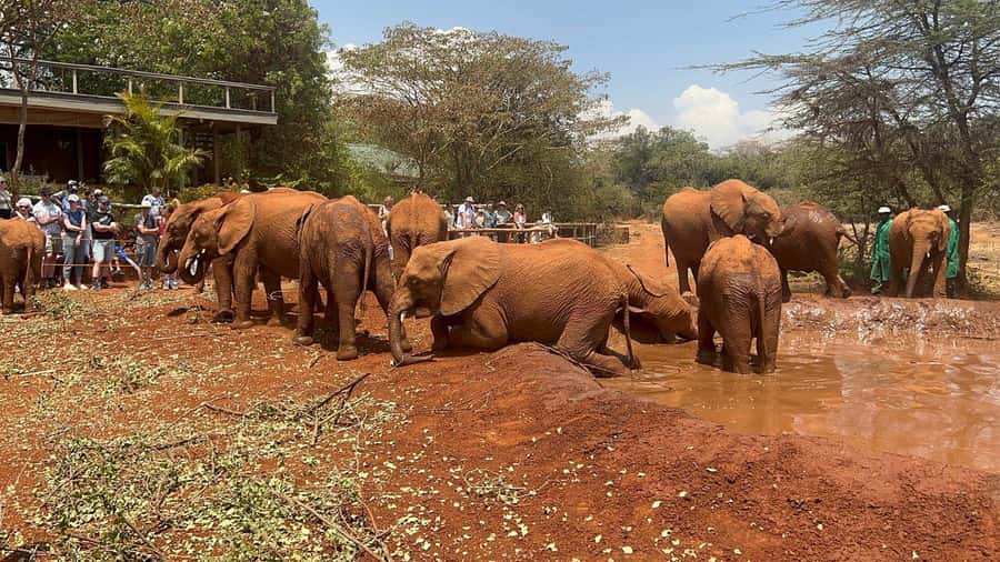 Elephant Orphanage and Giraffe Center Tour with Options - The David Sheldrick Wildlife Trust and its orphan elephants
