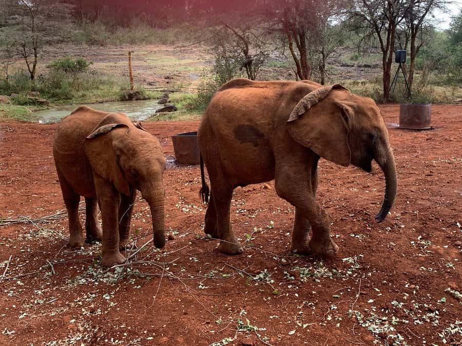 Elephant Orphanage and Giraffe Center Tour with Options - Kazuri Beads: a useful craft stop with a shopping catch