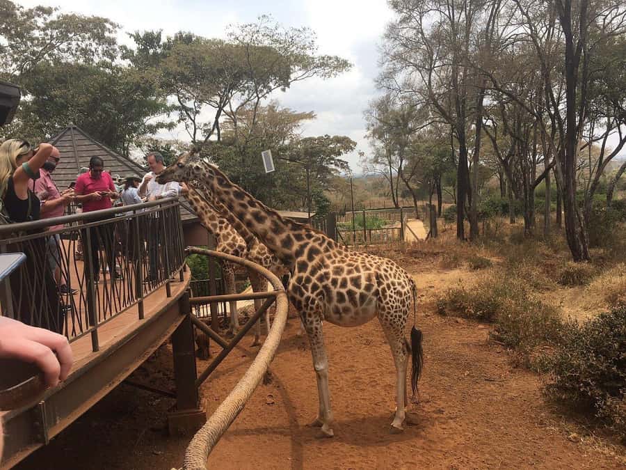 Elephant Orphanage and Giraffe Center Tour with Options - Optional Karen Blixen Museum and Bomas of Kenya
