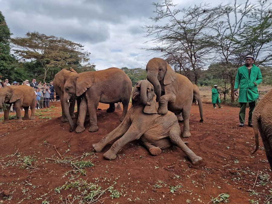 Elephant Orphanage and Giraffe Center Tour with Options - Is $35 good value?