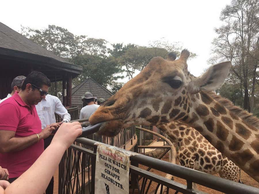 Elephant Orphanage and Giraffe Center Tour with Options - Meeting the giraffes at the Giraffe Center