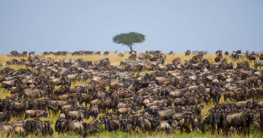 Elephant Orphanage,Giraffe Center&Karen Blixxen Day TripTour - What the guide and group setup mean