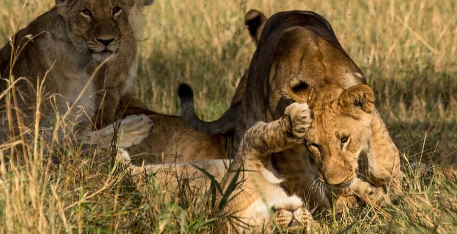 Elephant Orphanage,Giraffe Center&Karen Blixxen Day TripTour - Who will enjoy this Nairobi route