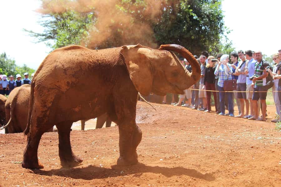Elephant Orphanage,Giraffe Center&Karen Blixxen Day TripTour - Should you book this tour?